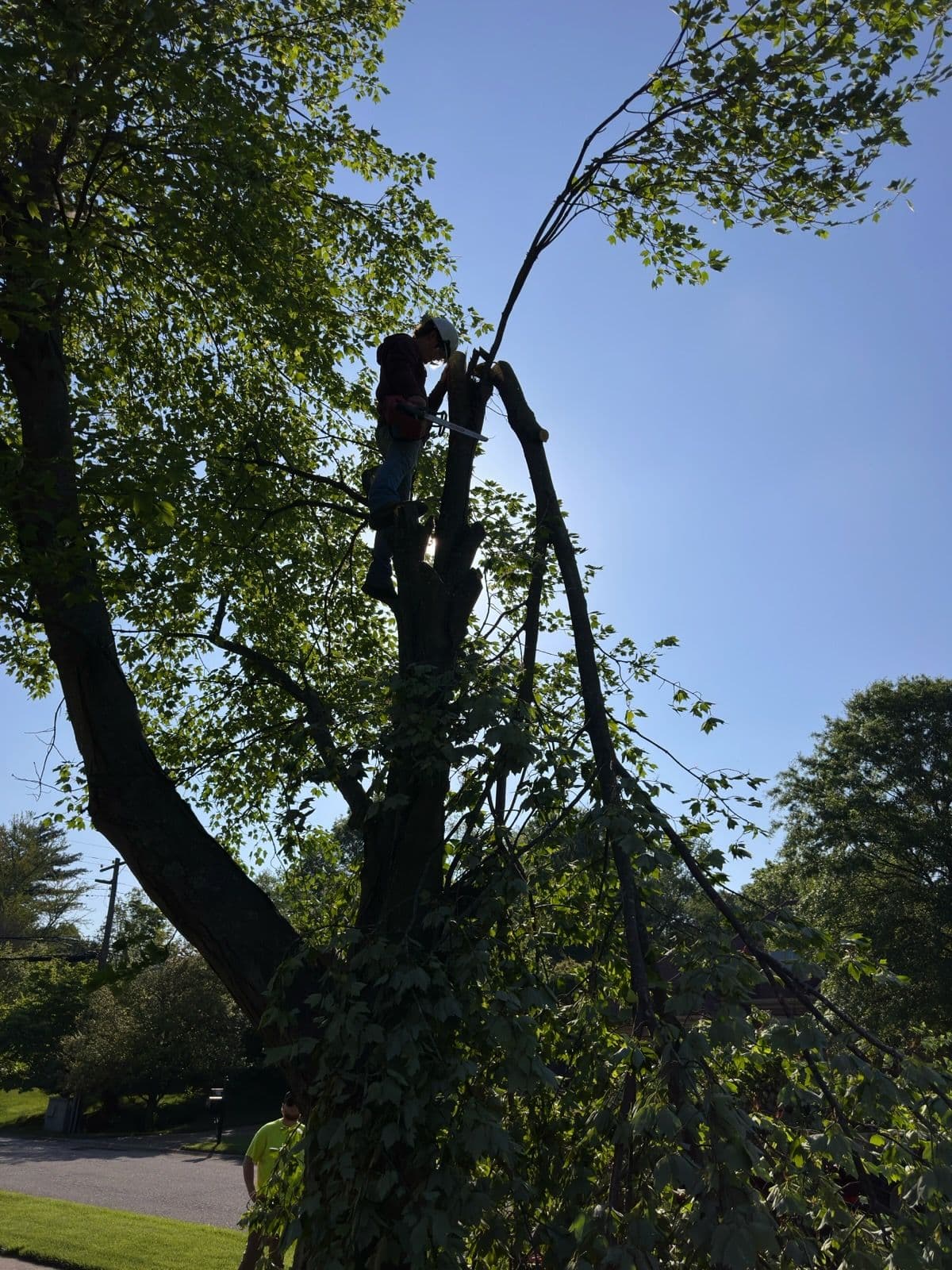 Project Safe and Expert Tree Removal Services image